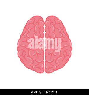 Vector Illustration du cerveau humain en rose Illustration de Vecteur