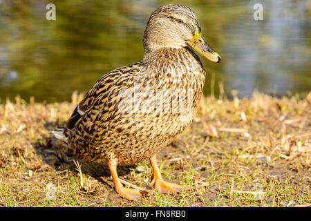 Female mallard (Anas platyrhynchos) debout près à terre au bord de l'eau. Son plumage est brun tacheté dégoulinant de wa Banque D'Images