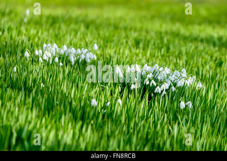 Le snowdrop Galanthus nivalis (commune) vu au début du printemps, est l'une des premières fleurs à éclore dans la saison. Ici vu dans un Banque D'Images