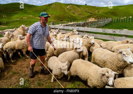 Moutons dans un enclos en attente d'être comptés et pesés, ferme de moutons, pukekohe, île du Nord, Nouvelle-Zélande