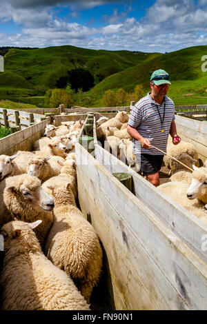 Moutons dans un enclos en attente d'être comptés et pesés, ferme de moutons, pukekohe, île du Nord, Nouvelle-Zélande Banque D'Images
