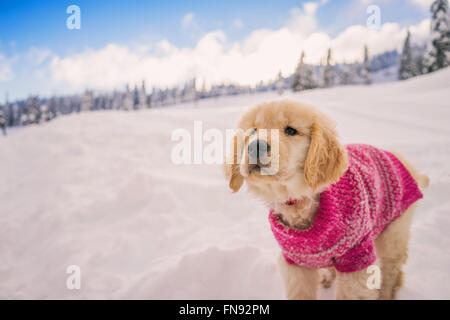 Chiot golden retriever portant chandail rose jouant dans la neige fraîche Banque D'Images