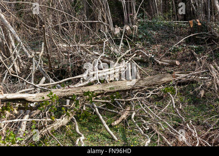 Les arbres abattus dans les bois, arbre, vers le bas, couper, forêt, enregistrer, papier, hacher, tomba, vert, bois, ressources, extérieur, destruction, cercles, un Banque D'Images