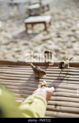 Woman feeding trois oiseaux sparrow sur la plage Banque D'Images