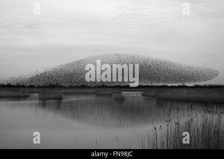 Un murmuration d'étourneaux, une spectaculaire aerobatic affichage d'un grand nombre d'oiseaux en vol au crépuscule sur la campagne. Banque D'Images