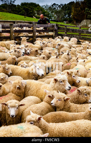 Moutons dans un enclos en attente d'être comptés et pesés, ferme de moutons, pukekohe, île du Nord, Nouvelle-Zélande Banque D'Images