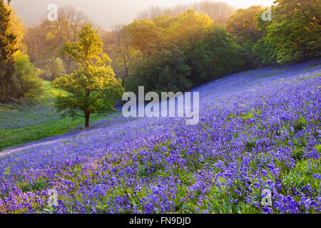 Les bluebells (Hyacinthoides non-scripta) poussant dans un champ boisé, Minterne Magna, Dorset, Angleterre, Royaume-Uni Banque D'Images