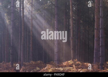 Sunbeams in Thetford Forest, Norfolk, Angleterre, Royaume-Uni Banque D'Images