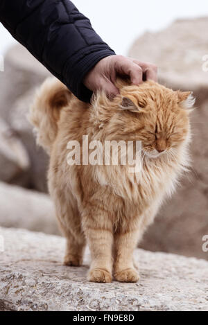 L'homme de caresser un chat Banque D'Images