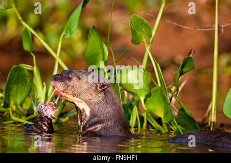 Loutre de rivière géantes en voie (brasilienis Pteronura) manger un poisson (peacock bass) dans le Pantanal au Brésil Banque D'Images