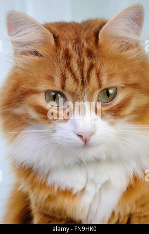 Portrait d'un chat rouge adultes assis close-up Banque D'Images