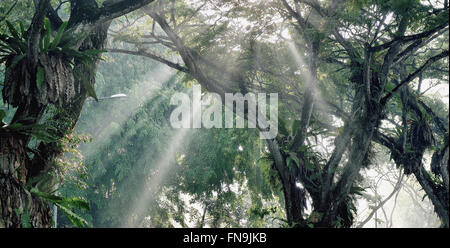 Le soleil qui rayonne à travers les arbres, Singapour Banque D'Images