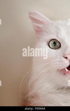 Portrait d'un chat angora turc Banque D'Images