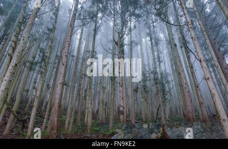 Brouillard dans la forêt de cèdres japonais, Jigokudani Monkey Park, Nagano, Japon Banque D'Images