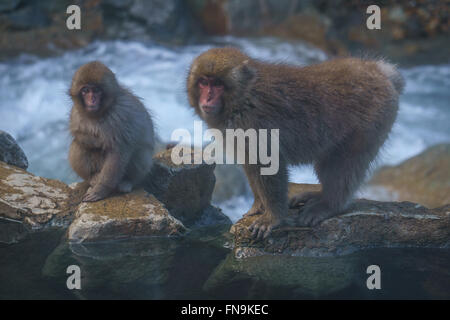 Macaques japonais par Yokoyu river, Jigokudani Monkey Park, Nagano, Japon Banque D'Images