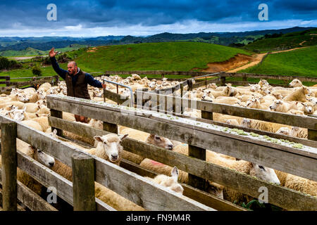 Moutons dans un enclos de moutons en attente d'être cisaillé, ferme de moutons, pukekohe, Nouvelle-Zélande