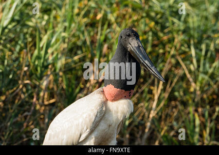 Une Cigogne Jabiru adultes sauvages, Jabiru mycteria, dans le Pantanal, Mato Grosso, Brésil, Amérique du Sud Banque D'Images