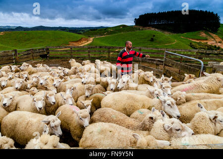 Moutons dans un enclos de moutons en attente d'être cisaillé, ferme de moutons, pukekohe, Nouvelle-Zélande