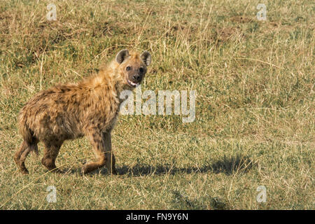 L'hyène tachetée, Crocuta crocuta, avec la bouche ouverte, qui semble sourire, marcher dans la Masai Mara National Reserve, Kenya, Africa Banque D'Images