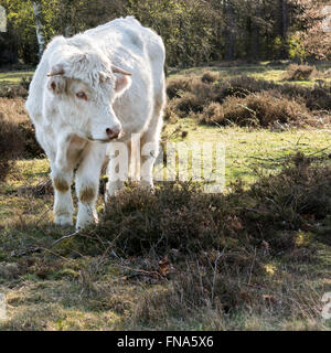 Portrait de vache Charolaise dans les champs du sud heath près de Hilversum, Pays-Bas dans le district de Gooi Banque D'Images