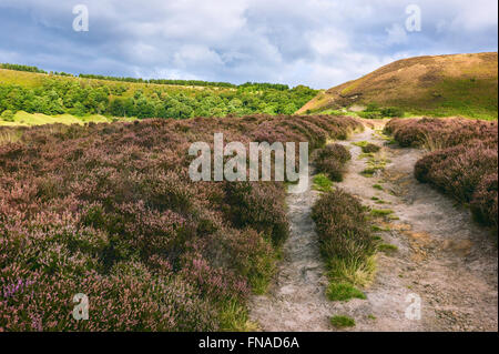 Heather en fleur dans la hauteur de l'été au coeur du North York Moors à l'orifice de Horcum sur Banque D'Images