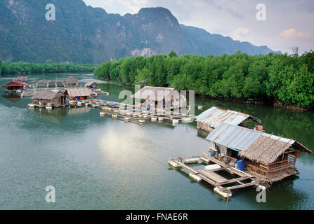 Bateaux-maison et ferme du poisson sur la rivière, Phang Nga, Thaïlande Banque D'Images