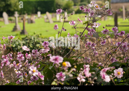 Fleurs violettes poussant près du cimetière St Katherine's Church in Holt, Bradford-on-Avon, Wiltshire, England, UK Banque D'Images