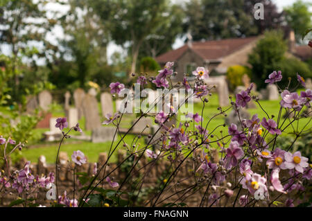 Fleurs violettes poussant près du cimetière St Katherine's Church in Holt, Bradford-on-Avon, Wiltshire, England, UK Banque D'Images