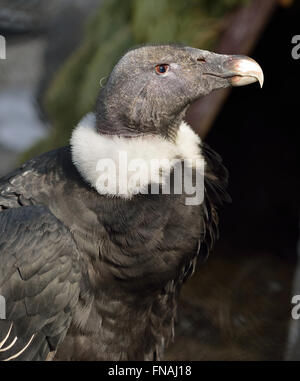Condor des Andes (Vultur gryphus), femelle adulte Banque D'Images