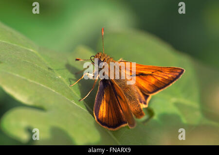 Grand skipper (Ochlodes sylvanus / Papilio sylvanus) on leaf Banque D'Images