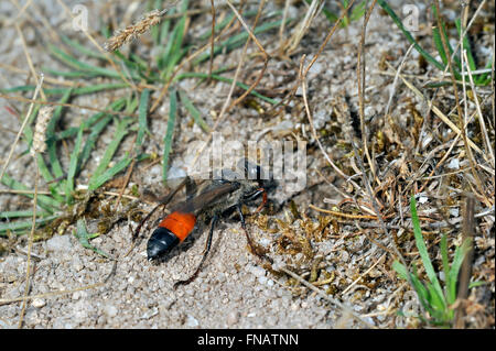 Golden digger wasp wasp (sable / Sphex funerarius / Sphex rufocinctus) d'entrer dans le champ du cricket burrow Banque D'Images