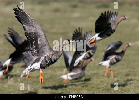 Grande bande de surpris les Oies rieuses (Anser albifrons) décollant dans les airs Banque D'Images