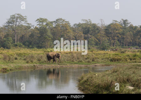 Un éléphant à une rivière dans le parc national de Chitwan, au Népal Banque D'Images