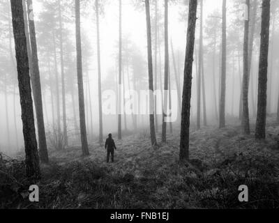 Homme debout dans une forêt de brouillard, Navarre, Espagne Banque D'Images