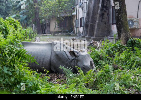 Un rhinocéros couché dans un jardin dans le village du parc national de Chitwan, au Népal Banque D'Images