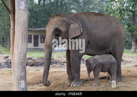 La mère et le bébé éléphant dans le centre d'élevage Parc national de Chitwan, au Népal. Banque D'Images