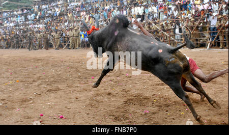 Jallikattu bull apprivoiser au cours de Pongal festival.Madurai, Tamil Nadu, Inde. Bull indien lutte est interdite l'année dernière.Kangayam Kaalai Banque D'Images