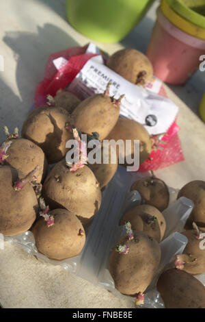 Les pommes de terre de semence Premiere chitting dans une vieille boîte d'oeufs à l'intérieur d'une serre au début de mars Banque D'Images
