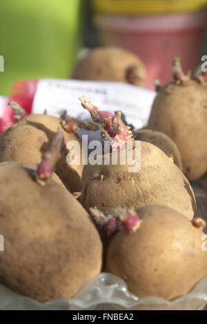 Les pommes de terre de semence Premiere chitting dans une vieille boîte d'oeufs à l'intérieur d'une serre au début de mars prêts pour la plantation Banque D'Images