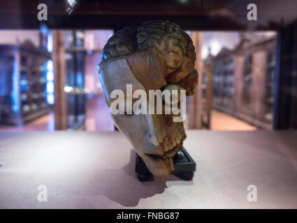 Naples, Italie. 14Th Mar, 2016. Musée anatomique, la deuxième plus ancienne université de Naples, est ouvert au public. © Salvatore Laporta/Pacific Press/Alamy Live News Banque D'Images