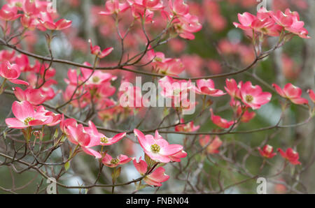 Arbre en fleur de cornouiller de printemps Banque D'Images