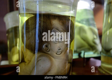 Naples, Italie. 14Th Mar, 2016. Musée anatomique, la deuxième plus ancienne université de Naples, est ouvert au public. © Salvatore Laporta/Pacific Press/Alamy Live News Banque D'Images