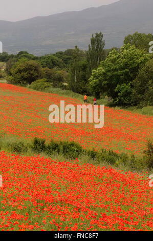 Coquelicot (Papaver rhoeas) champ, Osseja. Pyrénées-orientales, Languedoc-Roussillon, France Banque D'Images