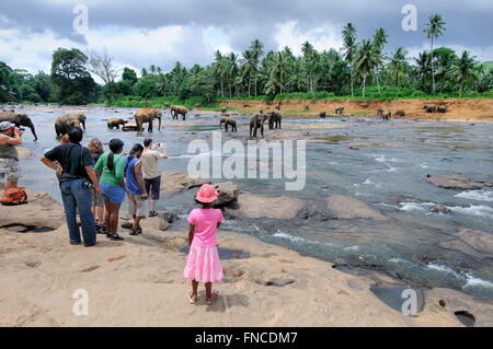 Orphelinat des éléphants, Sri Lanka, Pinnawala Banque D'Images