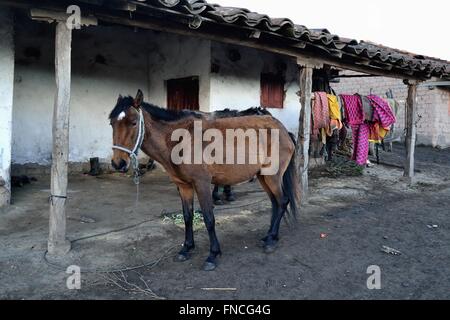 Cheval à vendre - Façon de Laguna Negra - El Porvenir - village Las Huaringas ' ' de HUANCABAMBA. .Département de Piura au Pérou Banque D'Images