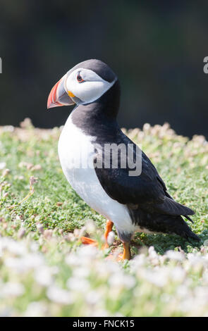 Les macareux sur l'île de Skomer avec anguille de sable. Gérer les macareux pour attraper des lançons en juin/juillet à nourrir leurs oisillons dans les terriers. Banque D'Images