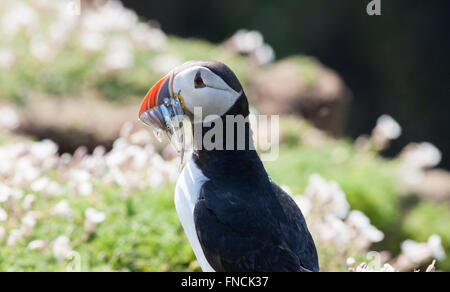 Les macareux sur l'île de Skomer avec anguille de sable. Gérer les macareux pour attraper des lançons en juin/juillet à nourrir leurs oisillons dans les terriers. Banque D'Images