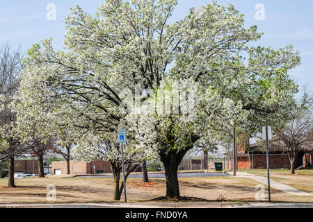 Bradford Pear Trees, ou Calleryana, P. Calleryana ou Pyrus Calleryana, en floraison printanière. Oklahoma City, Oklahoma, États-Unis. Banque D'Images