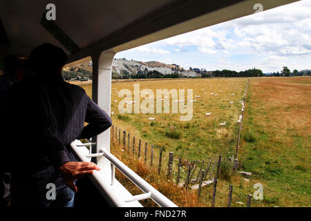 Le pâturage des moutons en Nouvelle-Zélande. Vue depuis l'intérieur de l'entraîneur ouvert du nord de l'Explorer le train, l'Île du Nord. Banque D'Images