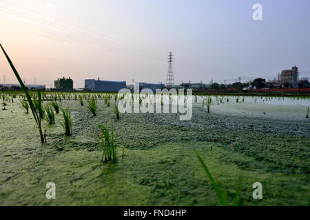 Country Life de la transplantation des plants de riz Banque D'Images